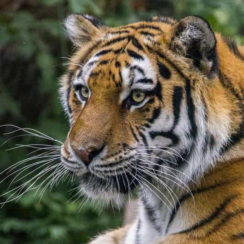 Billet Billet d'entrée au Wilder Institute/zoo de Calgary