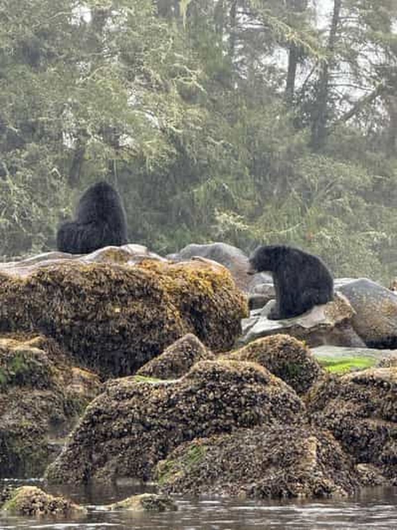 Billet Port Hardy : excursion en kayak sur la rivière Keogh