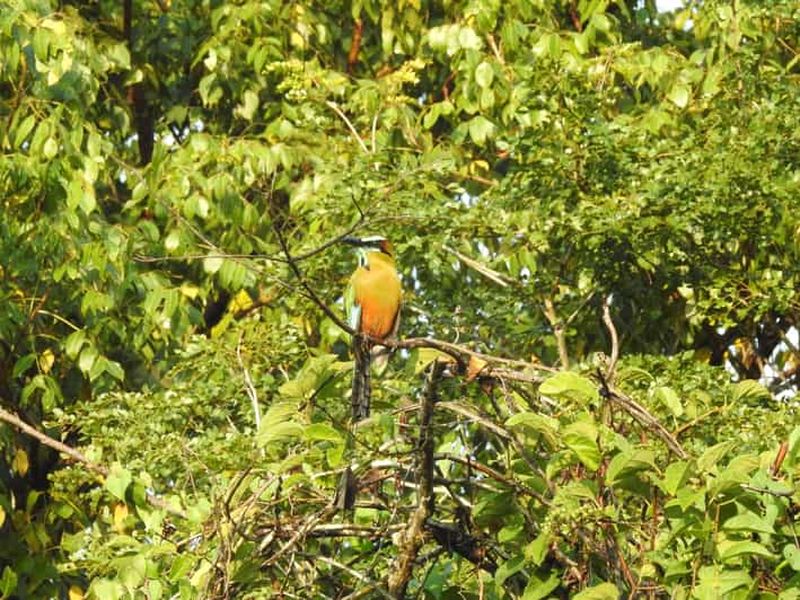 Billet Playa del Carmen : Randonnée guidée pour l'observation des oiseaux