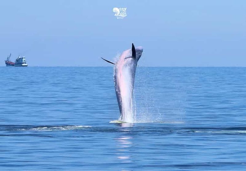 Billet Bangkok : Observation des baleines avec petit-déjeuner et déjeuner