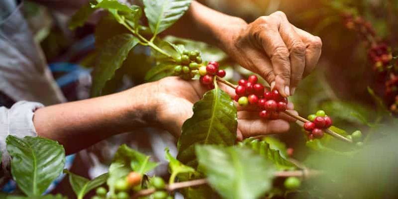 Billet Arusha : visite d'une plantation de café avec dégustation et torréfaction
