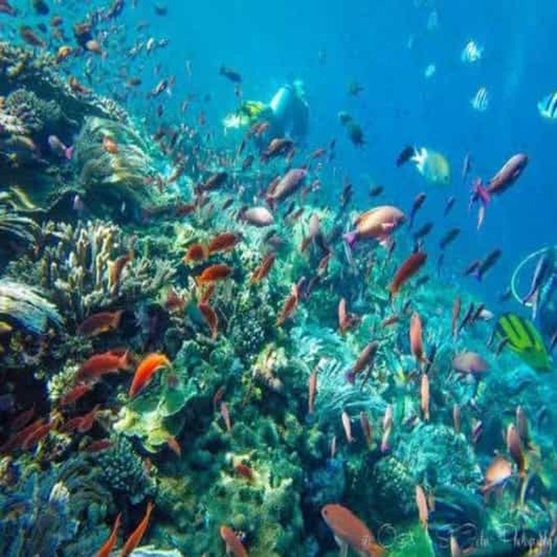 Billet Lombok : excursion de 2 jours à Sumbawa avec requins-baleines