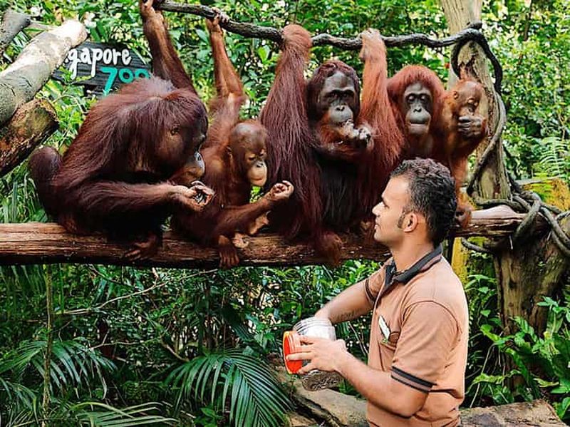 Billet Transfert aller simple vers le zoo de Singapour ou le safari nocturne