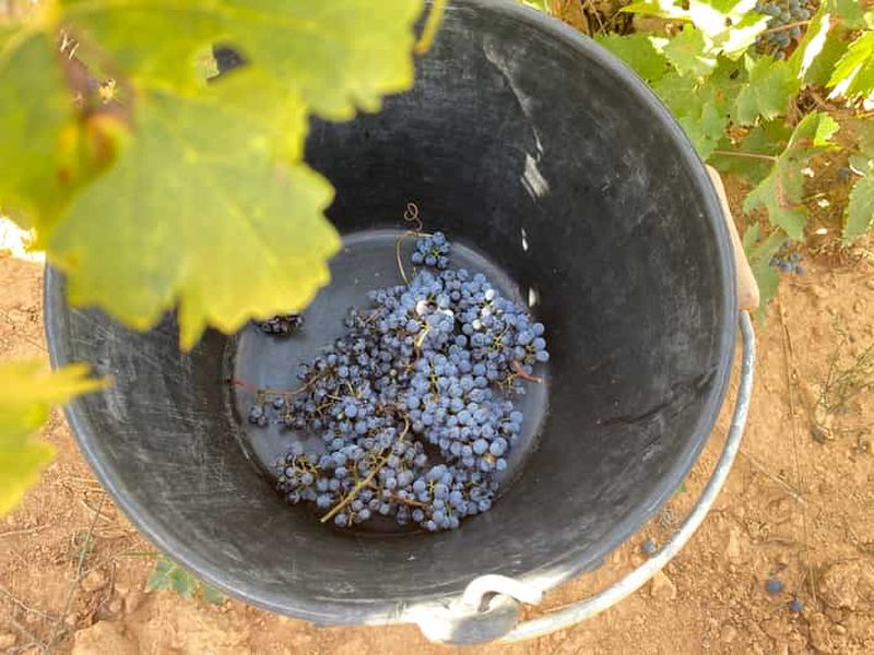 Billet Depuis Valence : Visite des vignobles d'Utiel-Requena et déjeuner traditionnel