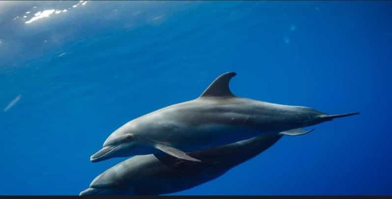 Billet AU DÉPART DE NUNGWI ; EXCURSION À MNEMBA AVEC MASQUE ET TUBA ET OBSERVATION DES DAUPHINS