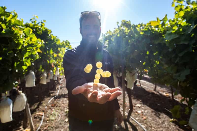 Billet Alicante : visite des vignobles en petit groupe avec 4 dégustations
