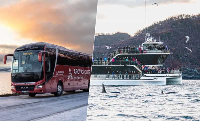 Billet Tromsø : Observation des baleines à bord d'un bateau hybride avec excursion pittoresque