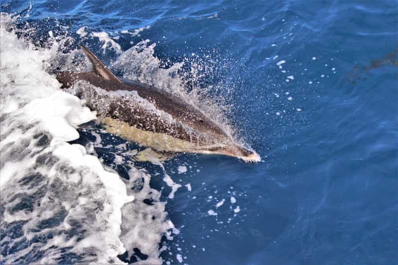 Billet Terceira : tour en bateau et baignade avec les dauphins