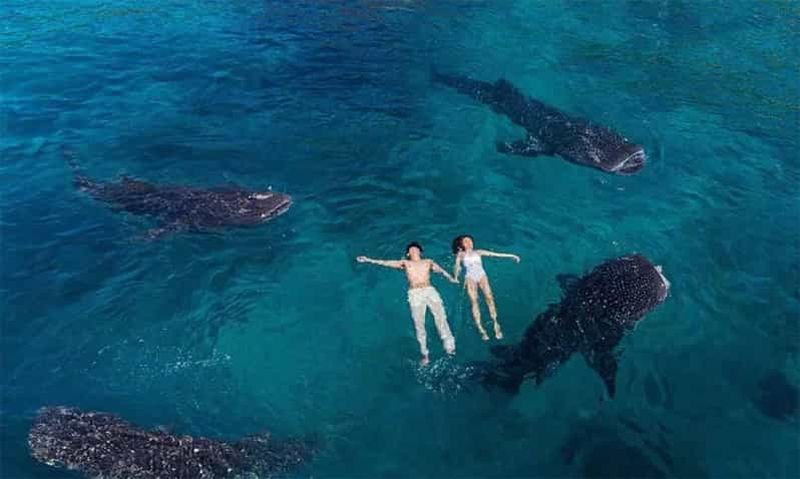 Billet Cebu : excursion aux requins baleines d'Oslob, aux chutes de Tumalog et au pic Osmeña