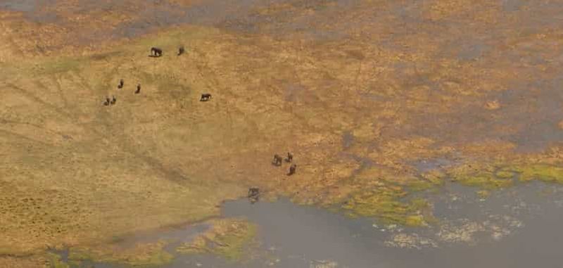 Billet Depuis Kasane : Safari en hélicoptère (Parc national de Chobe)