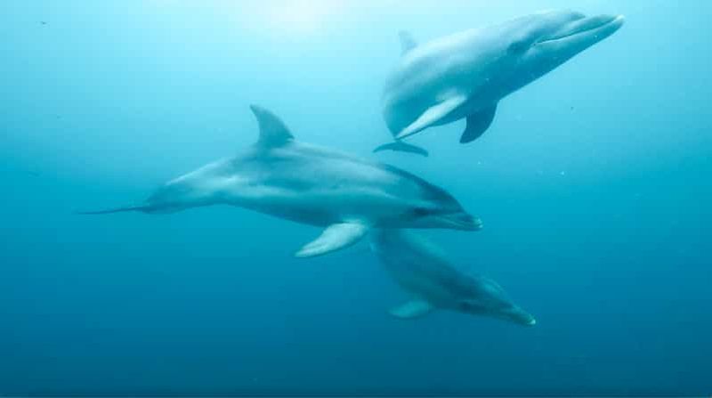 Billet Queenscliff Harbour : 3,5 heures de plongée avec masque et tuba pour les phoques et les dauphins