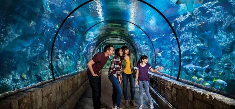 Billet Las Vegas : billet d'entrée pour le Shark Reef Aquarium