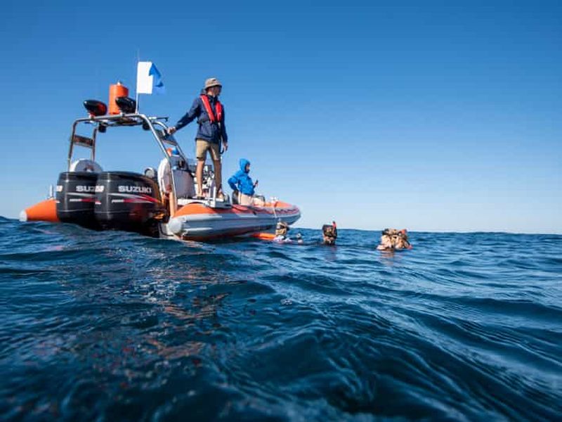 Billet Côte d'Or : Nagez avec les baleines