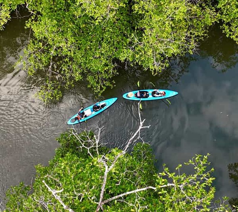 Billet Excursion en kayak dans les mangroves de David, Chiriquí