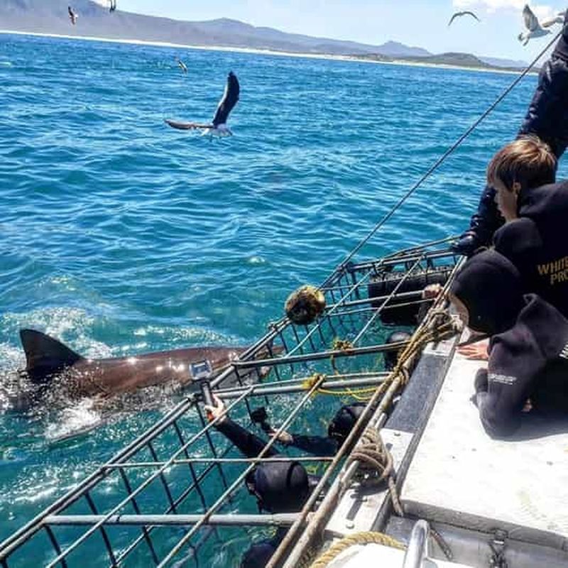 Billet Au départ du Cap : plongée et observation des cages à requins