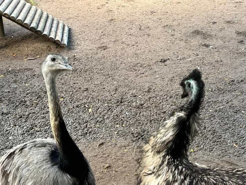 Billet Visite privée du monde des oiseaux, de Kirstenbosch et de Constantia