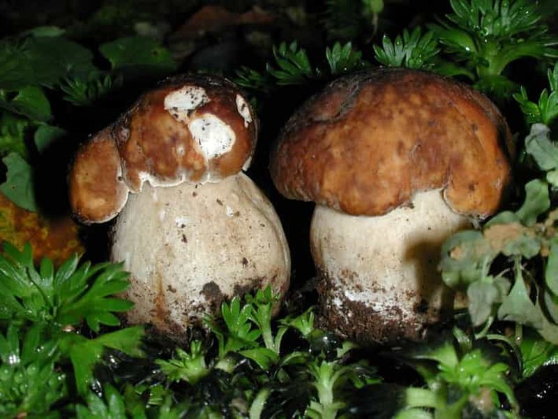 Billet CHAMPIGNONS
