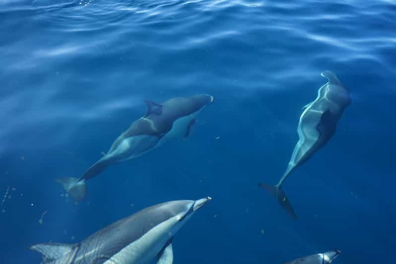 Billet Faro : sortie en bateau pour l'observation des dauphins