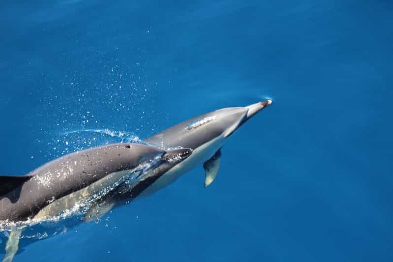 Billet Terceira : baignade avec des dauphins sauvages | Habitat naturel