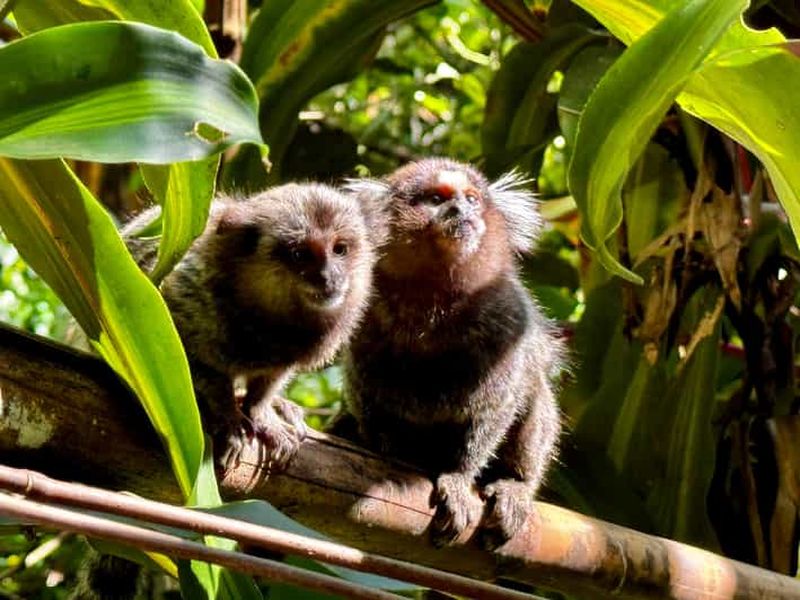 Billet Rio de Janeiro : randonnée dans la forêt tropicale de Tijuca