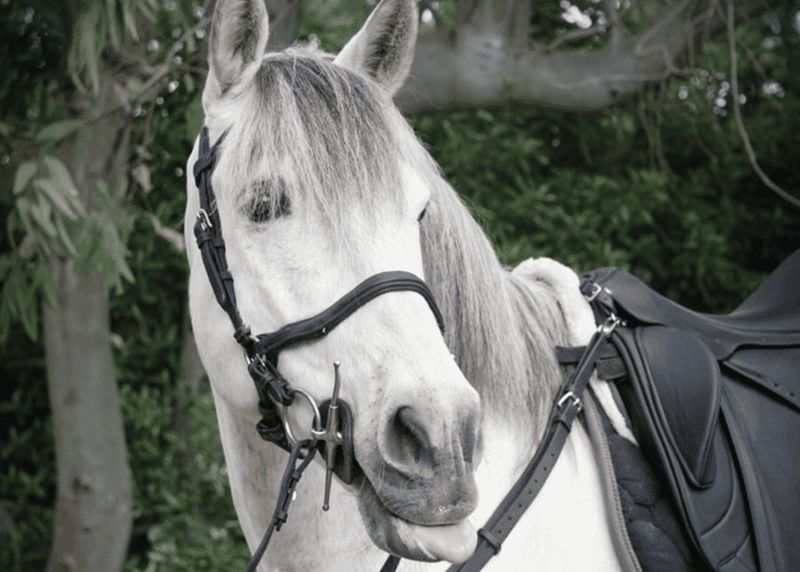 Billet Pompéi, chevaux et déjeuner avec dégustation de vin