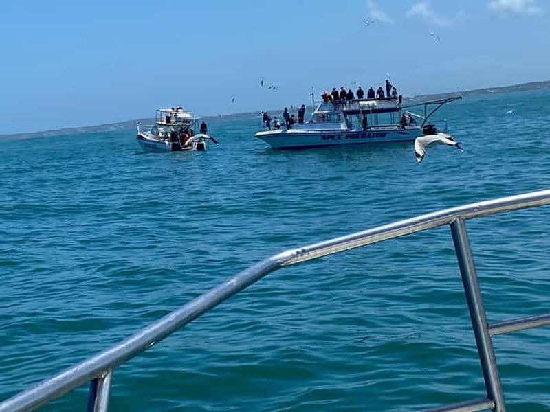 Billet Plongée en cage avec les requins Visite privée avec transport au départ du Cap