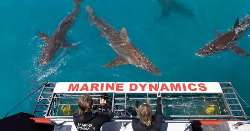 Billet Le Cap : croisière écologique et plongée en cage avec les requins à Gansbaai