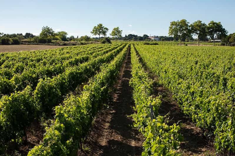 Billet Mèze : Visite guidée du vignoble du Domaine Saint André avec dégustation