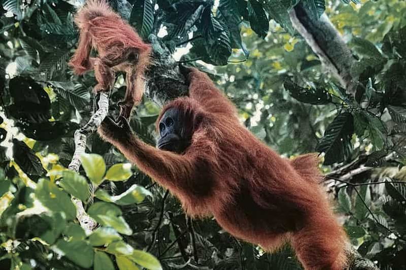 Billet Depuis Medan : randonnée dans la jungle à la rencontre des orang-outans au mont Leuser
