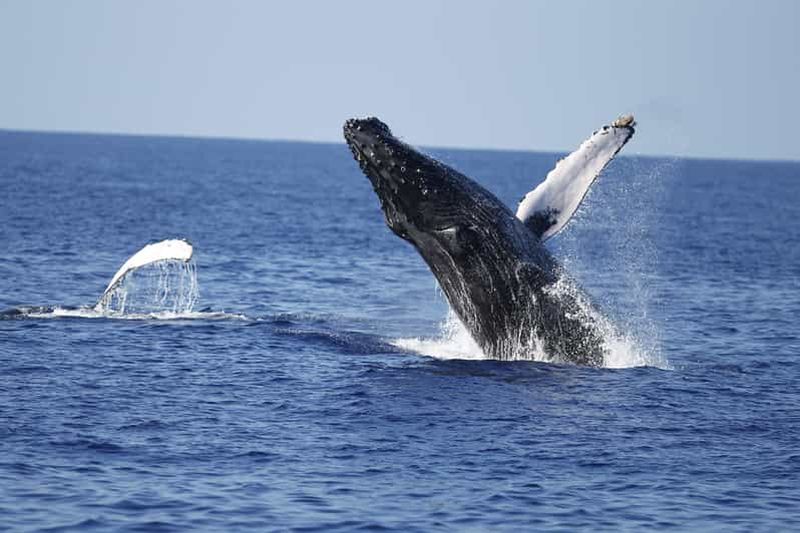 Billet Oahu : Waikiki Whale Watching Tour-Donut et café inclus