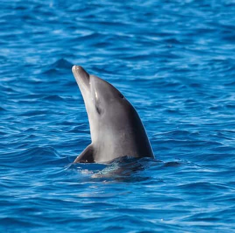 Billet Olbia : tour en bateau avec observation des dauphins et plongée avec tuba