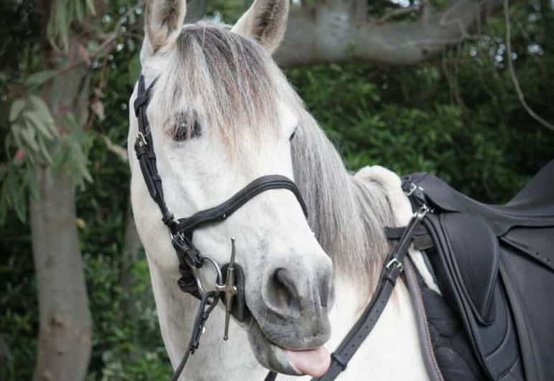 Billet Pompéi : promenade à cheval au coucher du soleil sur le Vésuve et dîner