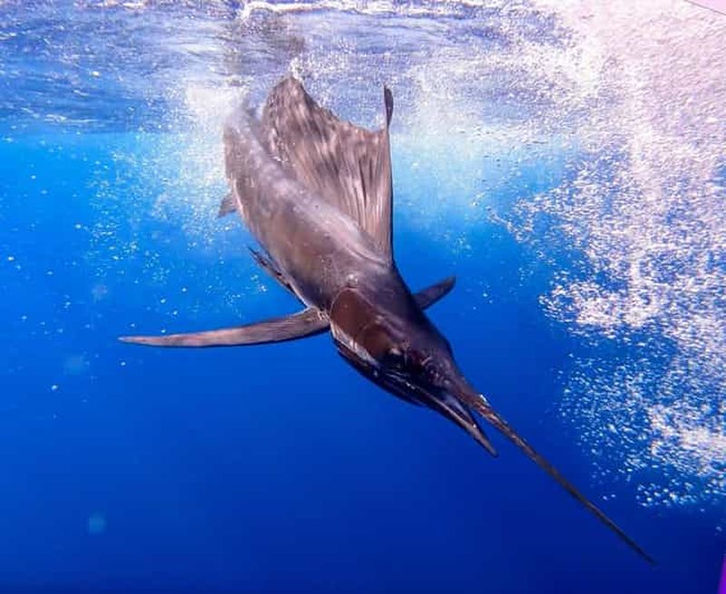 Billet Aventure de pêche à Zanzibar