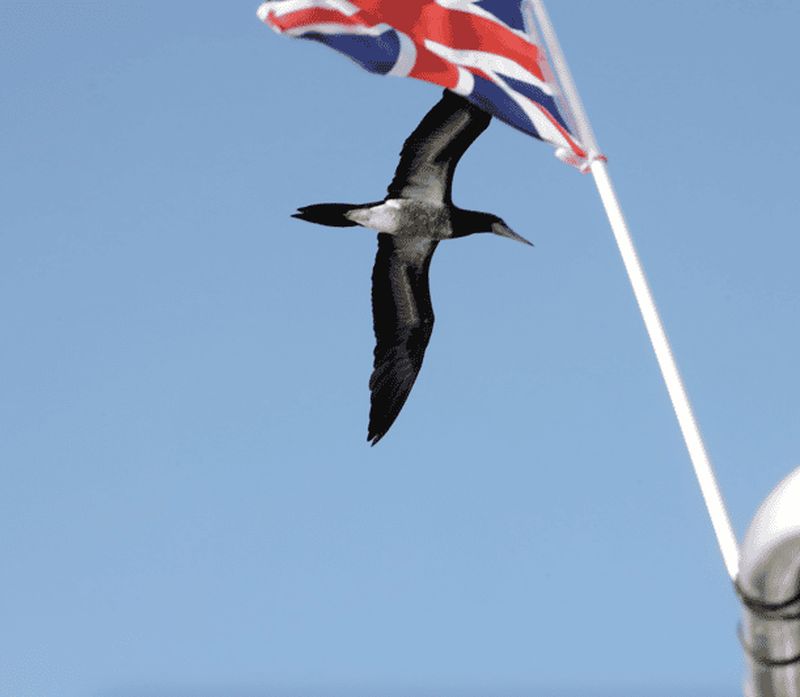 Billet Costa Rica : observation des oiseaux et photographie en bateau privé