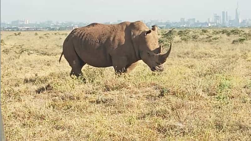 Billet Excursion au parc national de Nairobi : prise en charge et retour à l'aéroport