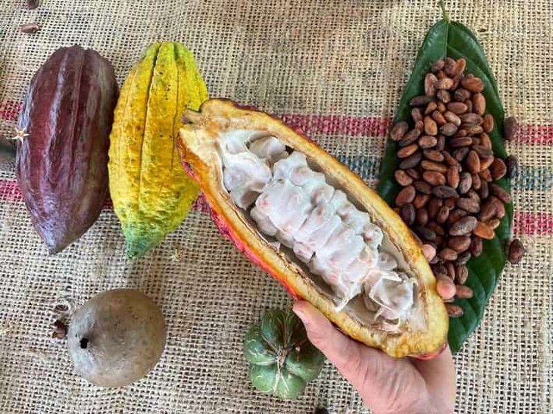 Billet Medellín : visite sur le chocolat et gommage dans une rivière