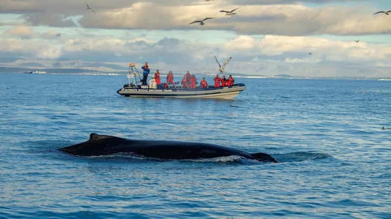 Billet Reykjavik : Observation des baleines et des macareux en bateau pneumatique