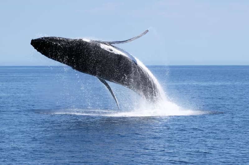 Billet Dunsborough : Observation des baleines