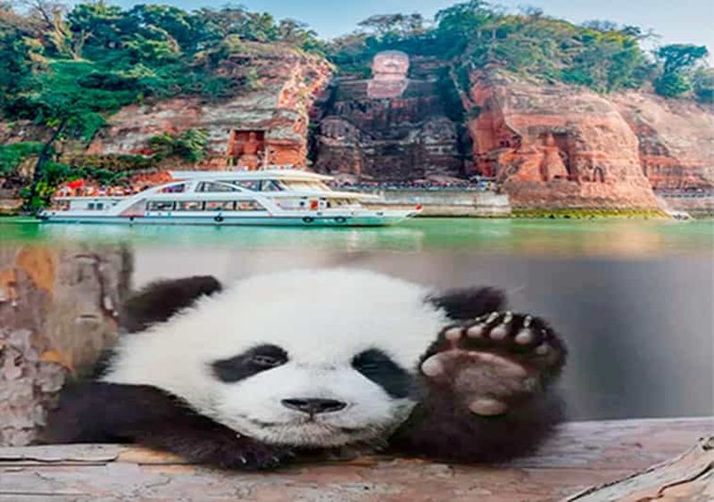 Billet Visite privée d'une journée à Chengdu (panda) et Leshan (Bouddha)