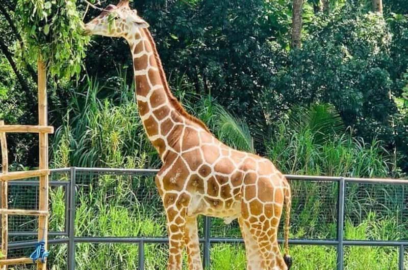 Billet Cebu : excursion au parc d'aventure safari