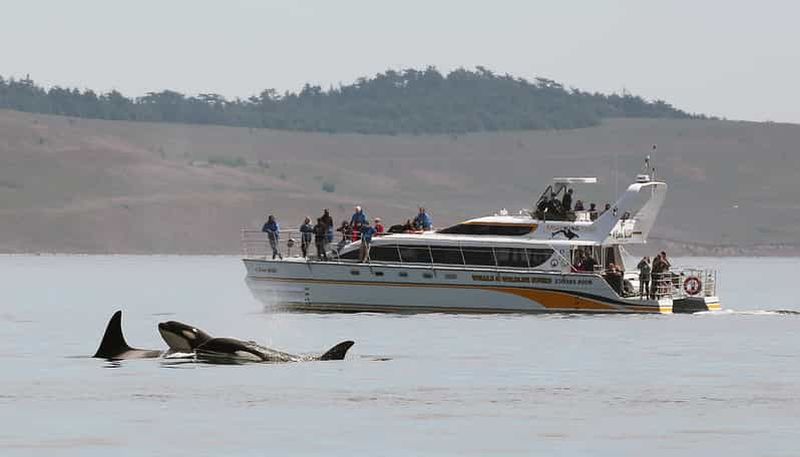 Billet Victoria : visite guidée d'observation de la faune et de la flore en catamaran