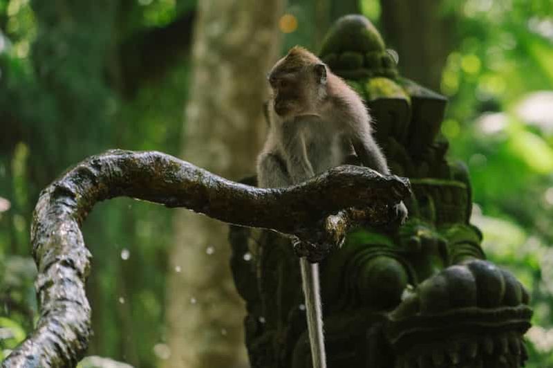 Billet Ubud, forêt des singes, cascade de Riceterace, purification