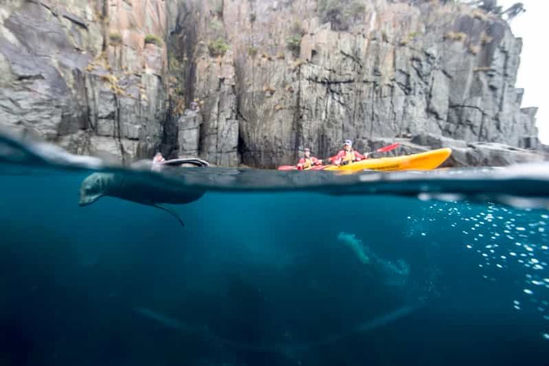 Billet Péninsule de Tasman : excursion d'une journée en kayak de mer