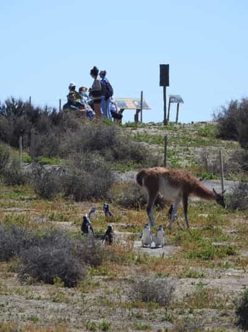Billet Puerto Madryn : excursion à la colonie de manchots de Punta Tombo