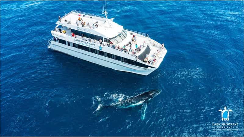 Billet Bundaberg : croisière d'observation de baleines avec déjeuner