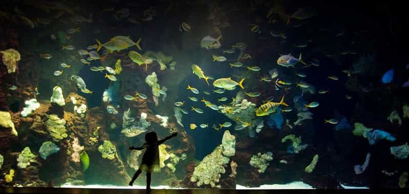 Billet Visite à pied de Saint-Sébastien et aquarium