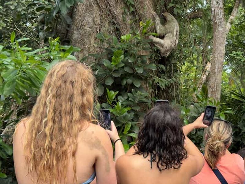 Billet Punta Uva : Excursion en kayak pour les paresseux et la faune
