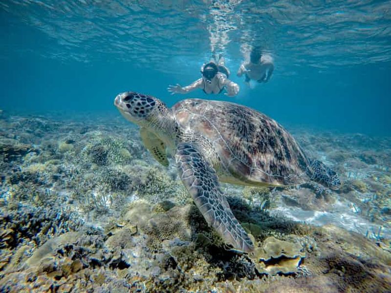 Billet Gili Trawangan : demi-journée de plongée en apnée avec tortue et statue