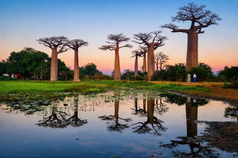 Billet Découverte de Madagascar en 6 jours : faune, lémuriens et avenue des Baobabs