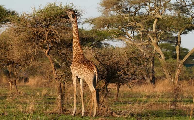 Billet 4 jours de safari en camping pour le groupe Tarangire, Serengeti, Ngorongoro